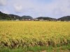 隠岐で新米お目見え 人気ご当地米も出来栄え上々
