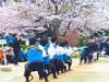 隠岐神社で恒例・綱引き大会 満開の桜が「花」添える
