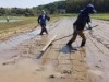 隠岐のコメ作りに農繁期到来 早苗そよぐ水田へ初夏の日差し