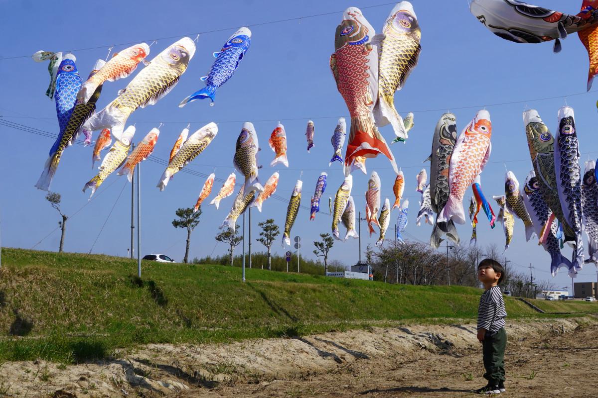 風に舞うこいのぼりを見上げる子ども