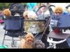 弁天町で「べんてんナイト」 犬用雑貨販売やフォトスポットも