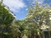 三軒茶屋でハナミズキが見頃 烏山川緑道や茶沢通りで