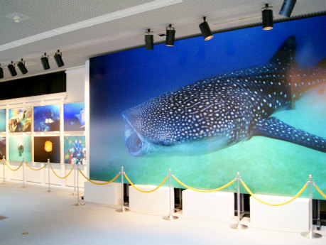 宮古で水中写真家・鍵井靖章さん写真展-「美しい海」に来場者笑顔