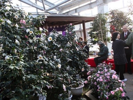 大船渡で「つばきまつり」開催 3月まで500種以上が順次開花