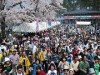 大船渡で「碁石海岸観光まつり」開催へ-震災乗り越え2年ぶり