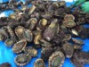 南三陸・歌津で献上アワビを販売 1箱1キロ入りを400箱分