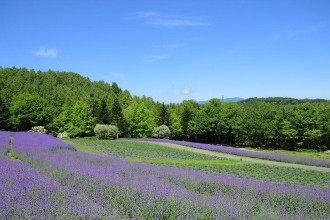 札幌・滝野の公園でネペタ見頃　青紫のじゅうたん広がる