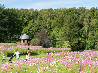 札幌・滝野公園で「コスモスフェスタ」　70万本の花が丘一面を彩る