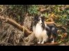 札幌山鼻エリアに愛犬専用写真館 愛らしい表情や飼い主と一緒の写真撮影も