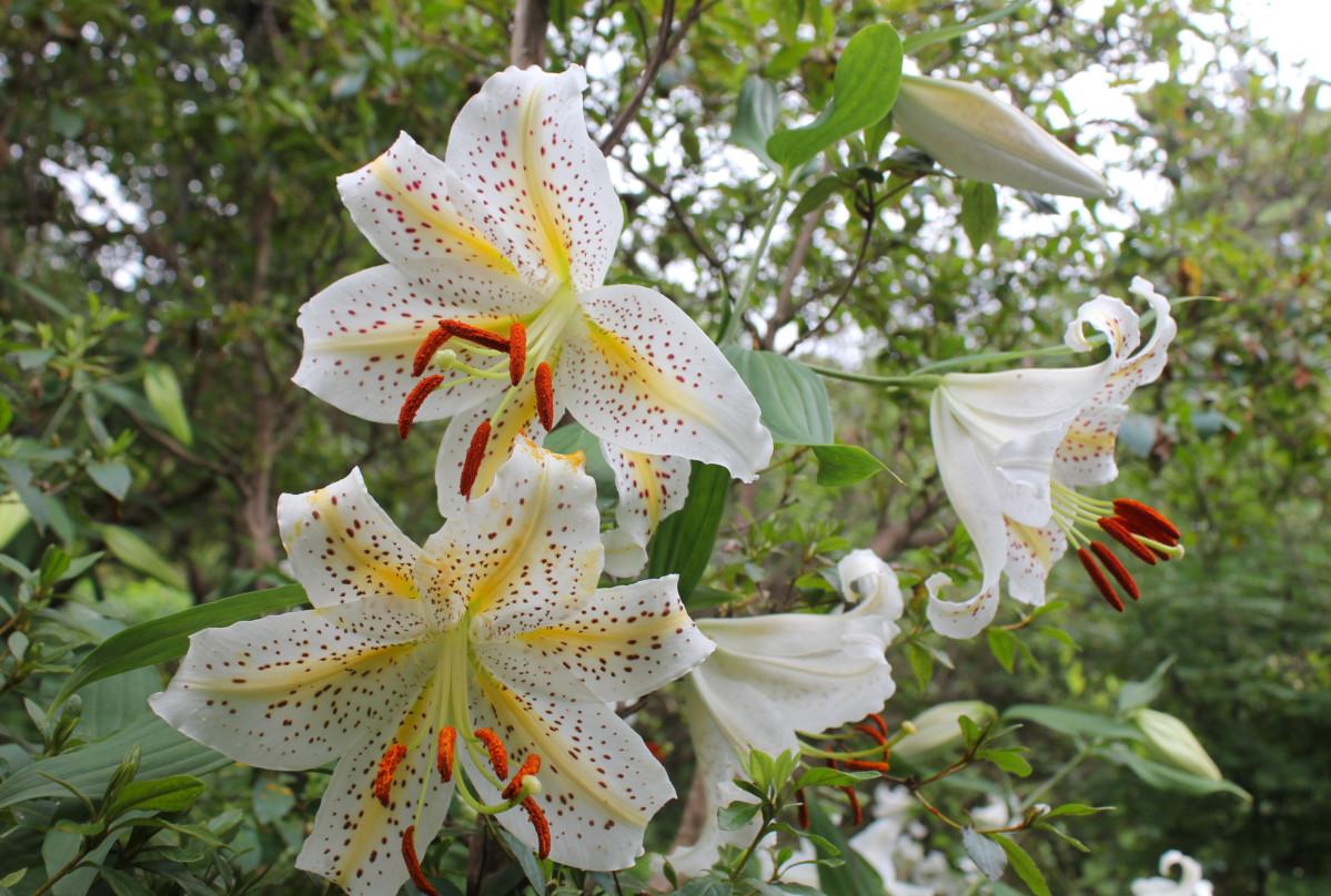 大輪の花と甘い香りが訪れる人を魅了する自生ヤマユリ
