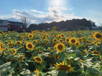 狭山市堀兼で「ひまわり迷路」　地域住民と小学生が育てた1万本が見頃