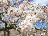 仙台で桜が満開 市内の公園は4~5部咲き、週末は暖かく花見日和に