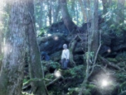 大友克洋監督の最新映画「蟲師」公開を前に、渋谷で記念企画展を開催&copy;2006「蟲師」フィルムプロジェクト