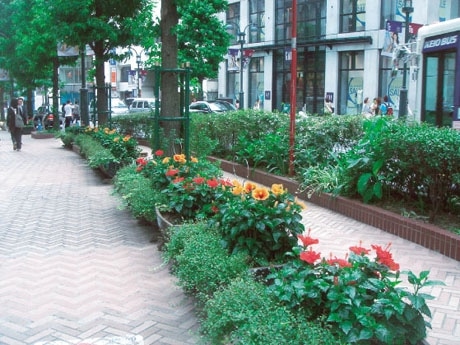 渋谷公園通りに並ぶ「ハイビスカス」プランターの様子。9月にはボンタンに植え替えるという