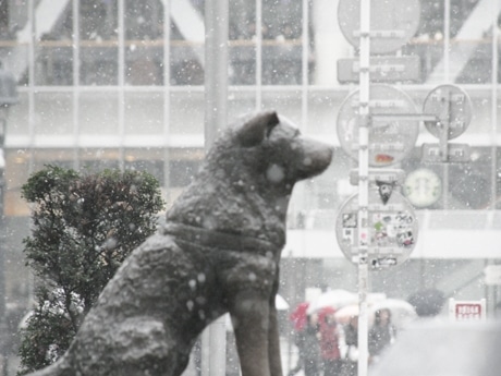 渋谷・ハチ公前では昼過ぎになっても降雪が続き、珍しい「雪景色」で人々を驚かせた