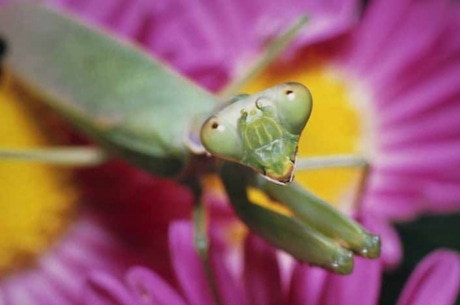花にやってくる小昆虫を待つハラビロカマキリ。「構えの姿勢をとるハラビロカマキリ」（2006年、作家蔵）