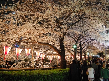 見ごろを迎えた目黒川の桜。夜桜ライトアップも始まり、川周辺は多くの見物客でにぎわう