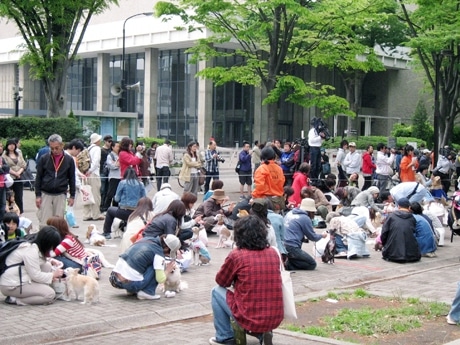 昨年は、約100頭の犬が同時に「お座り・待て」に挑戦し日本記録を達成（写真）