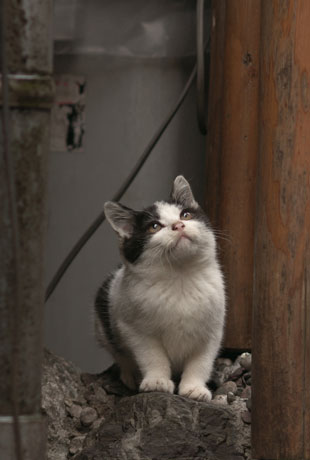 会場では、東京の野良猫たちのさまざまな表情を写真で伝える&copy;原 啓義