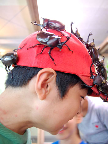 渋谷区ふれあい植物センターで始まった「カブトムシ広場」。普段目にすることの少ないカブトムシとの触れあいを楽しむ子どもたち