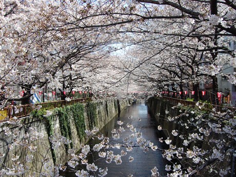 開花が進んでいる目黒川沿いの桜。両岸から川を覆うように咲いている