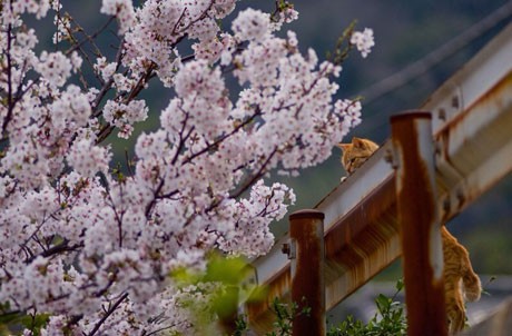 池口正和さんが撮影した桜と猫の写真（2007年）&copy;「4色の猫」