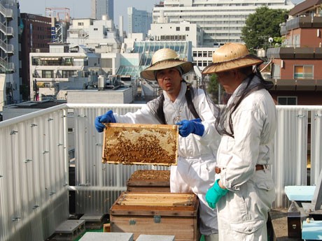 ミツバチ12万匹を飼育する「コロンバン」屋上