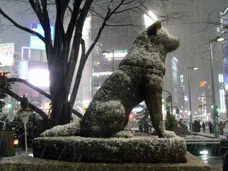 東京でもこの冬初の積雪が見られ、渋谷駅前のハチ公像もうっすらと雪化粧した