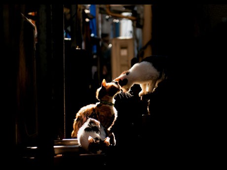 4フロアを使い、猫をモチーフにした写真約250点を紹介する