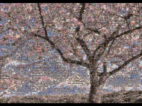 冨永愛さんが立ち上げた「#sakuramovement」に寄せられた桜の写真を使ったコラージュ作品（＝写真）も