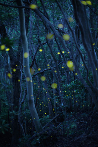 場内にはヒメボタルなどを収めた写真33点が並ぶ&copy;FUMIO KTO/b-dolphin.com