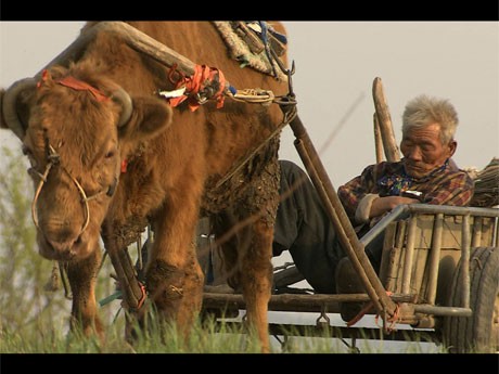 79歳の農民と30年共に働いてきた牛の「愛」と自然を描く「牛の鈴音」より