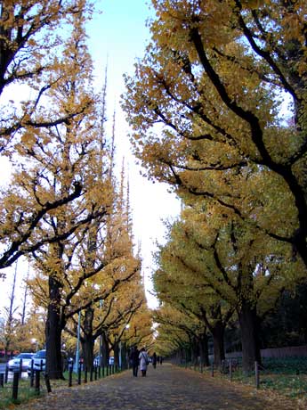 300メートルにわたり植えられている146本が黄葉している
