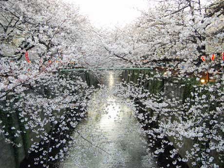 目黒川を覆うように咲く桜