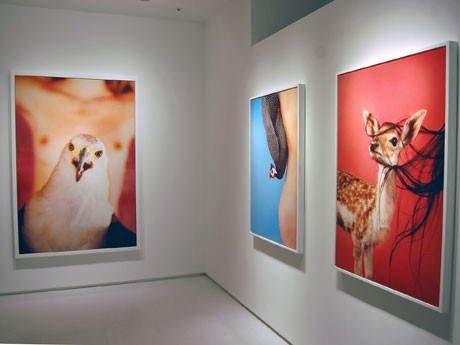 会場には動物と裸のモデルを捉えた最新シリーズ「Animals」の作品15点を展示する