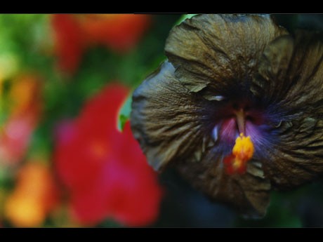 蜷川実花「noir」2010&copy;mika ninagawa