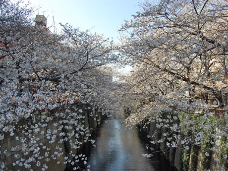 目黒川を覆うように咲く桜（3月21日午後撮影）