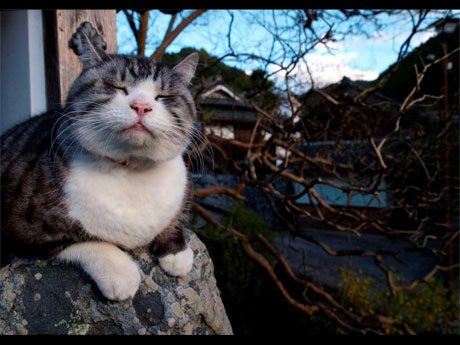 会場では岩合さんが40年以上かけて撮影してきた猫の写真約240枚を展示する&copy;MITSUAKI IWAGO