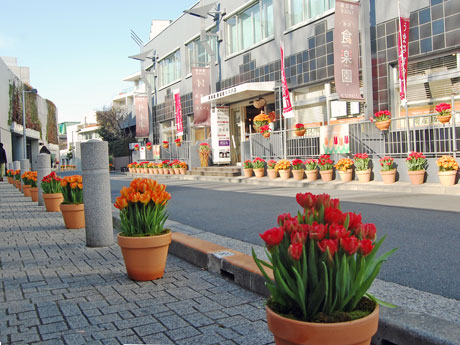 約200メートルにわたり約4500本のチューリップを並べている