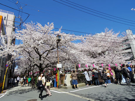 花見客でにぎわいを見せる目黒川沿い