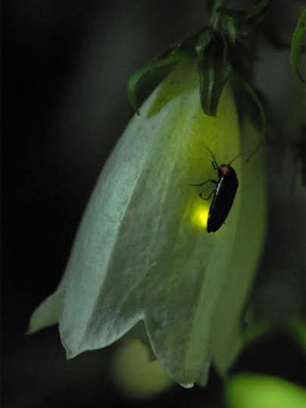 ヘイゲボタルとホタルブクロ（写真撮影：東松友一）