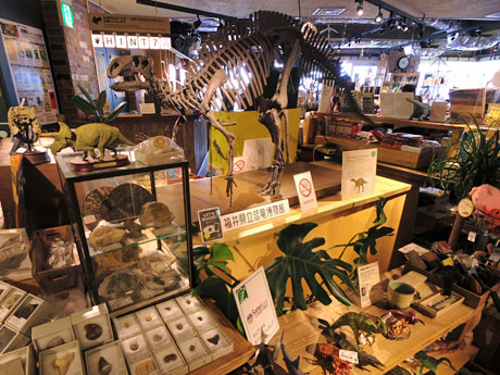「フクイサウルス・テトリエンシス」の2分の1全身骨格複製（中央）などを展示する店内