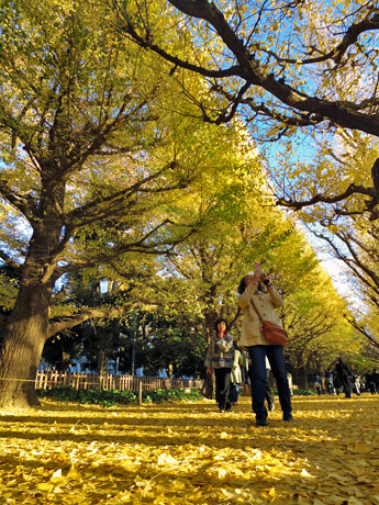 黄葉の「じゅうたん」ができているイチョウ並木