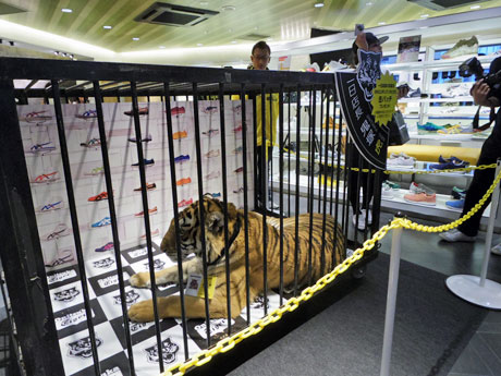 エントランス近くに設置した檻の中から来店客を迎えた