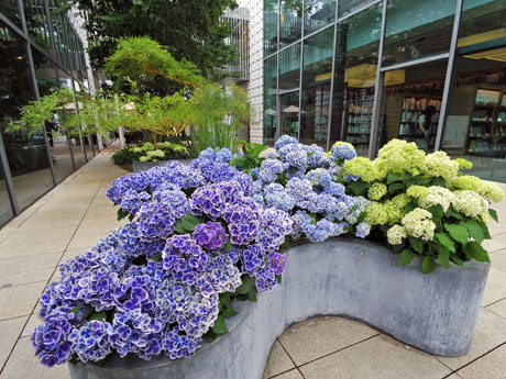 4種のアジサイと水生植物を展示している