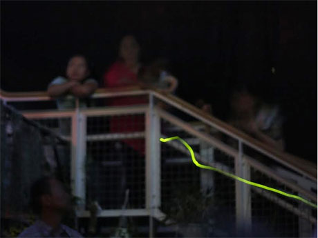 ゲンジボタルは放し飼いにしているため「自然に近い状態」で観察できるという（写真撮影：東松友一）