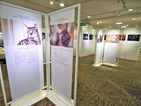 40種の猫種の写真を展示する写真展の様子
