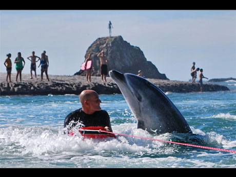イルカの「モコ」と人間の物語「海の魂」より