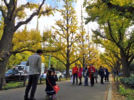 黄葉を背景に記念撮影する外国人旅行客の姿も