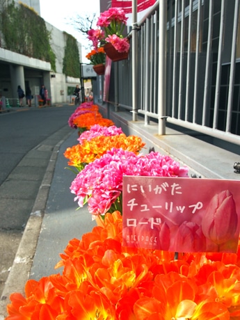 同館前などに並ぶ新潟県産チューリップ